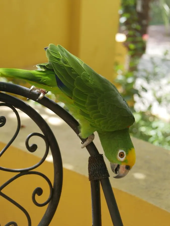 Bed & Breakfast Landhuis Bona Vista Willemstad
